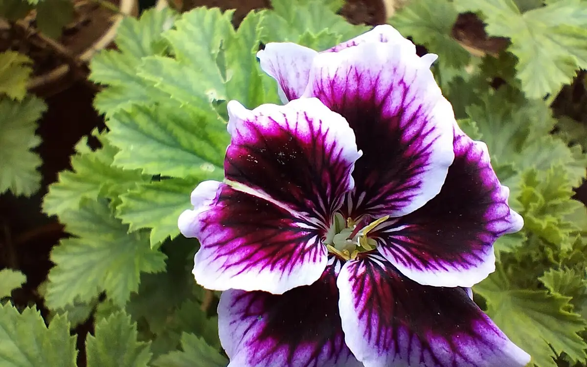 Government Botanical Garden, Ooty — Park