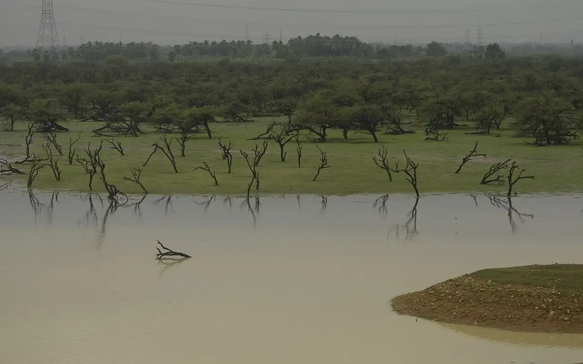 Koonthankulam Bird Sanctuary — Wildlife