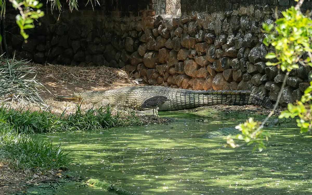 Madras Crocodile Bank Trust — Wildlife