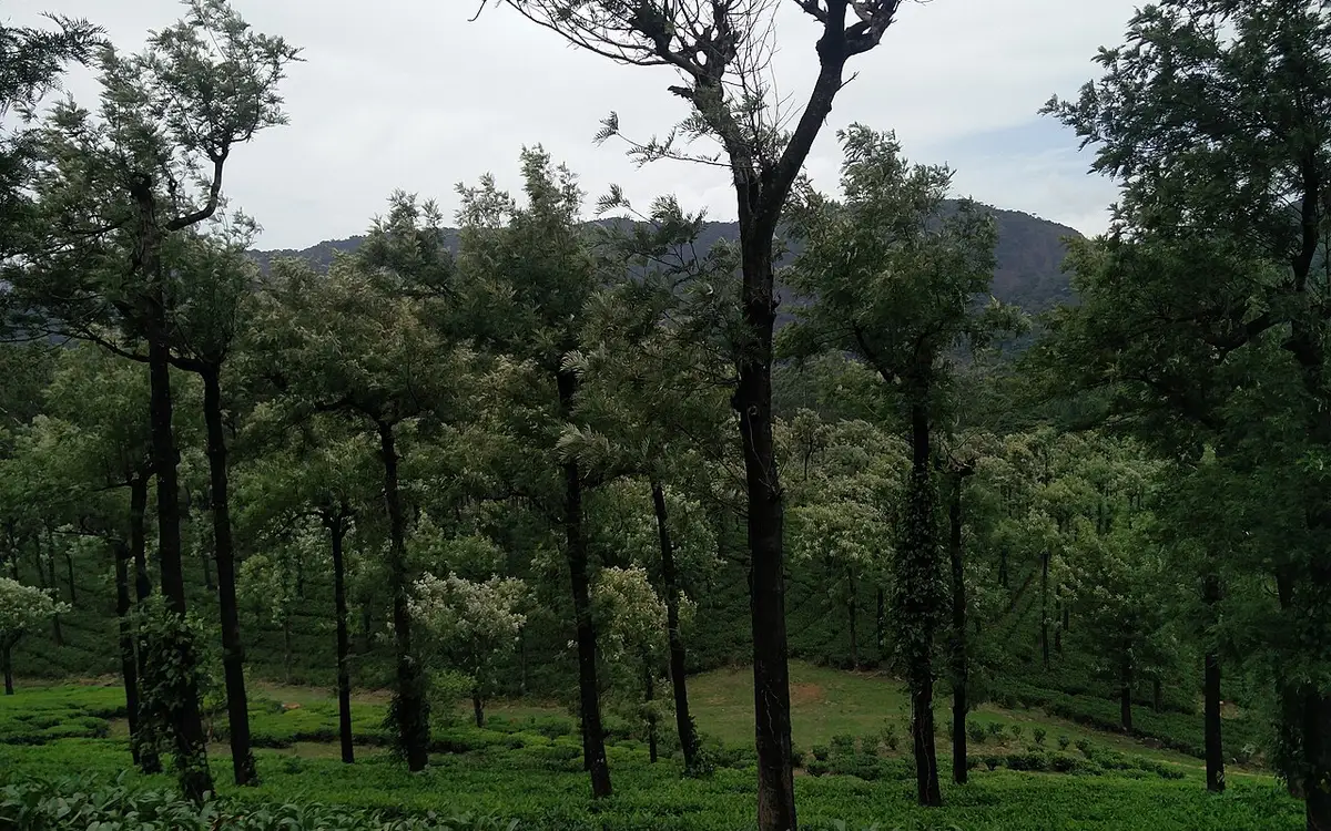Manjolai Hills — Viewpoint