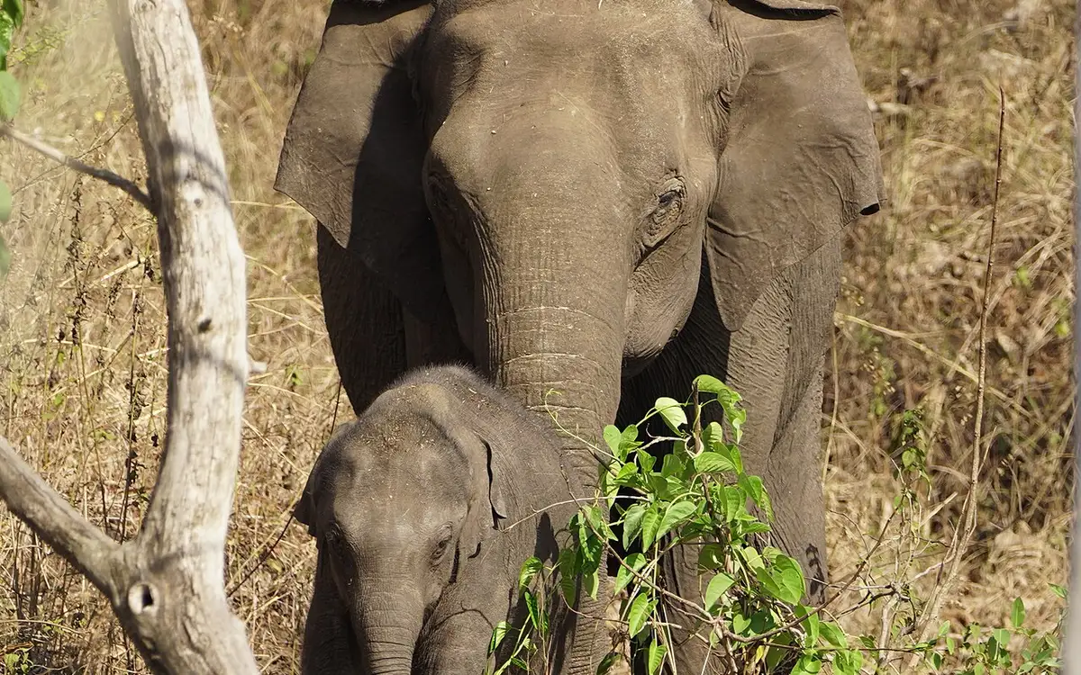 Mudumalai National Park — Wildlife
