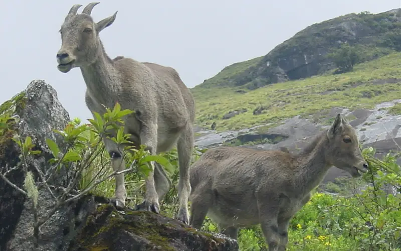 Mukurthi National Park — Wildlife