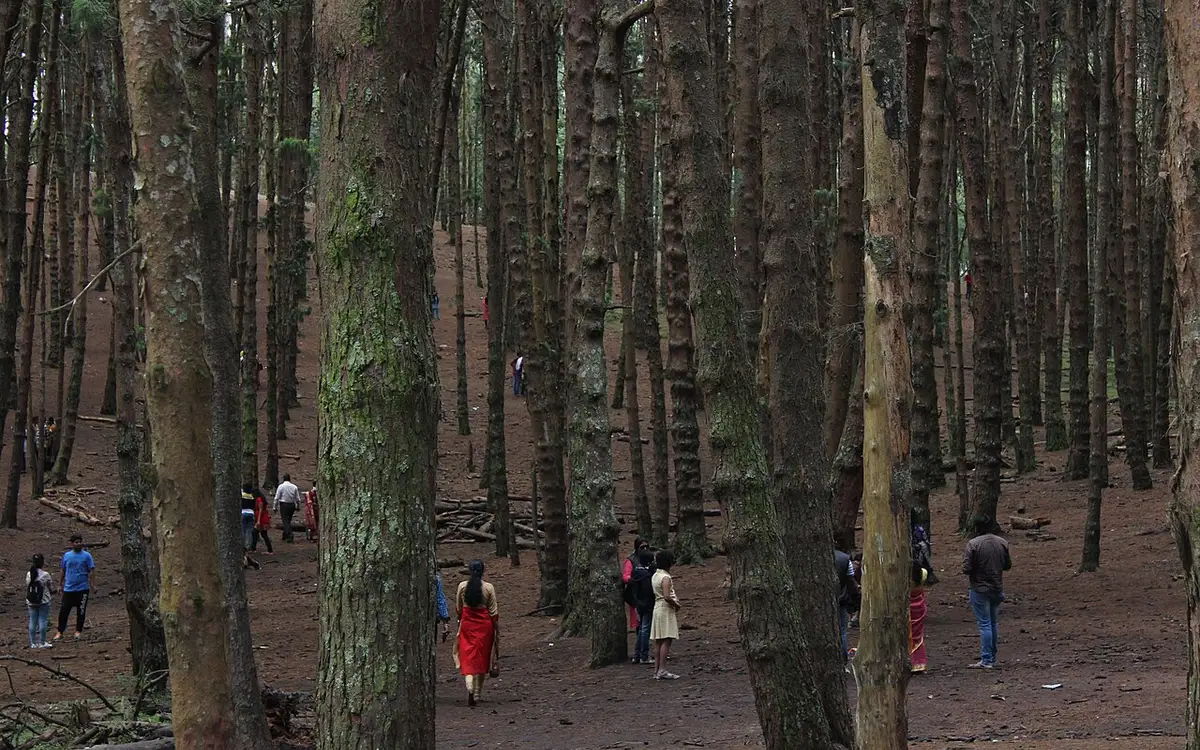 Pine Forest — Park