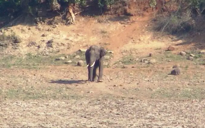 Sathyamangalam Tiger Reserve — Wildlife