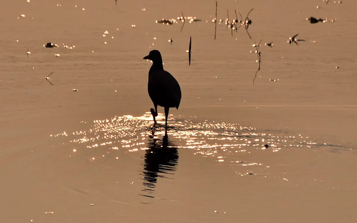 Vedanthangal Bird Sanctuary — Wildlife