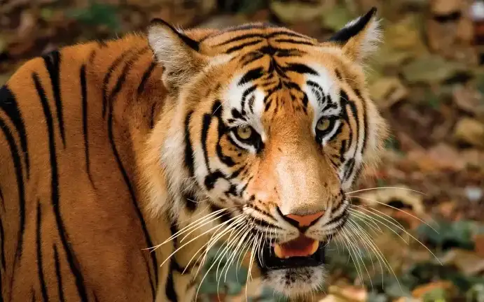 Periyar Tiger Reserve Online Booking — Official forest activity and booking office in Thekkady and Kumily