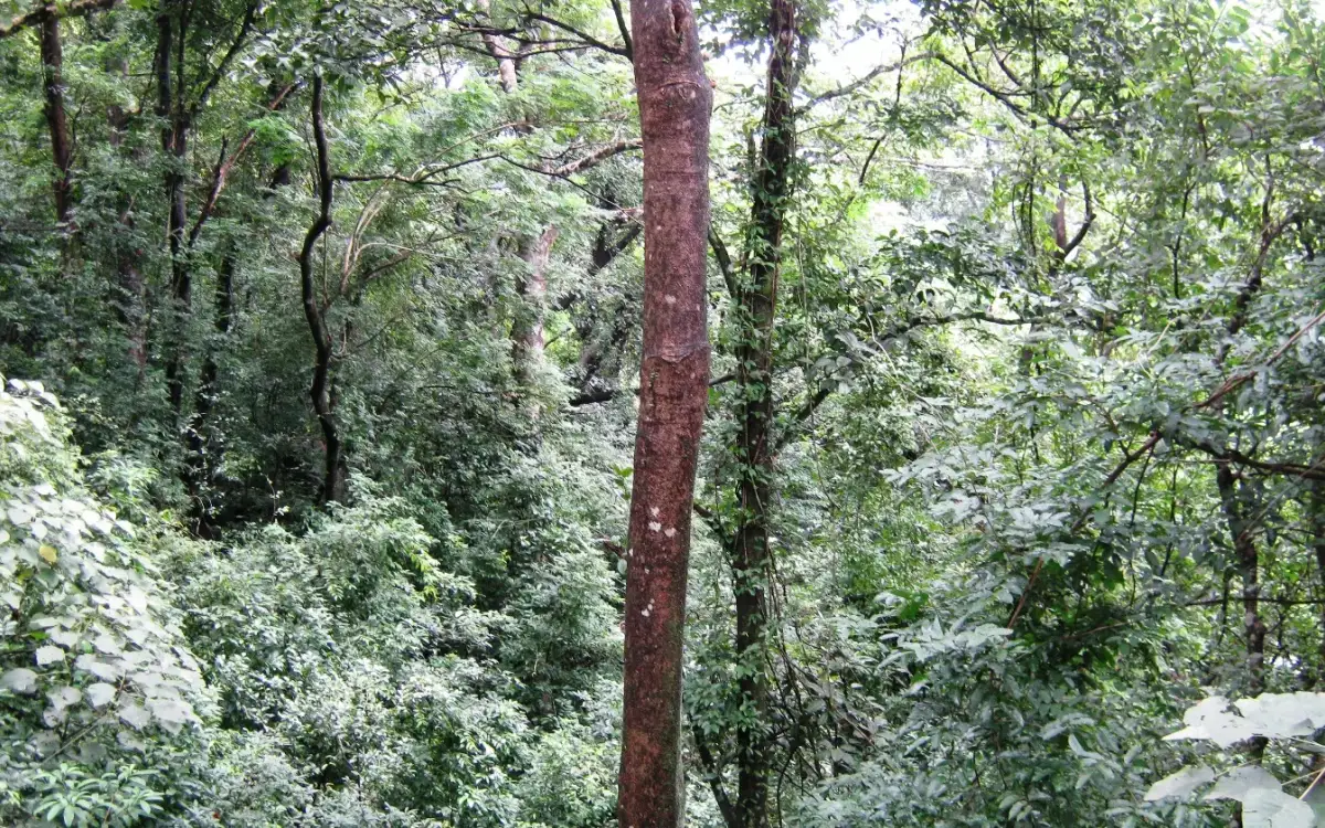 Shendurney trek — Trek in Thenmala