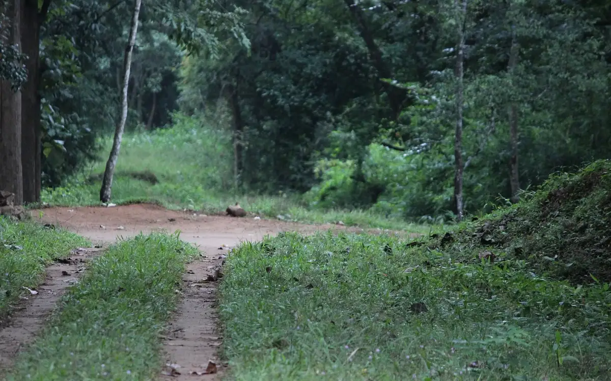 Parambikulam trek — Trek in Parambikulam