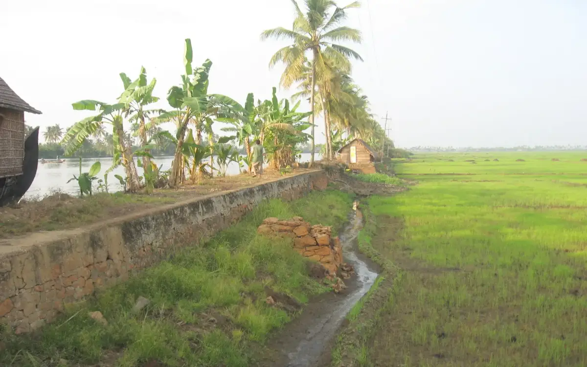 Kuttanad — Backwater in Kuttanad