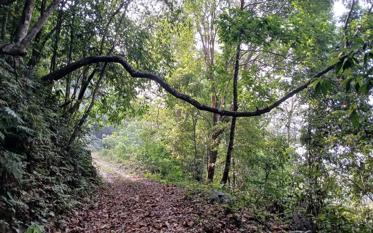 Malabar Wildlife Sanctuary — Wildlife in Kakkayam