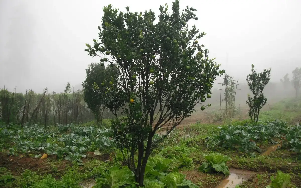 Government Orange and Vegetable Farm — Activity in Nelliyampathy