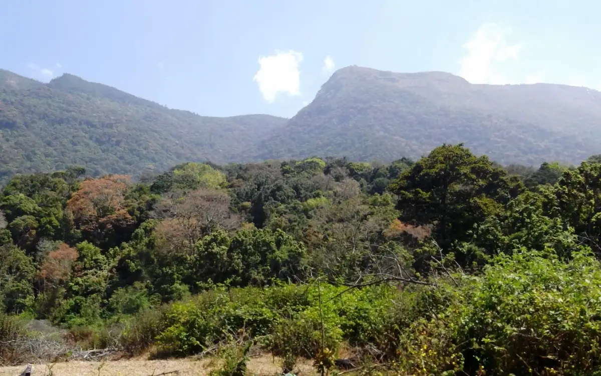Pampadum Shola Forest Stays, Munnar Wildlife — Official budget forest stay in Munnar