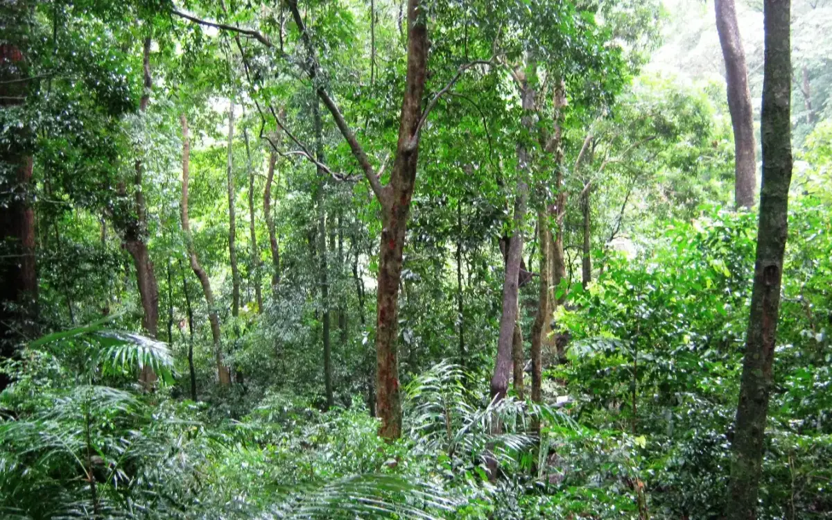 Shendurney Wildlife Sanctuary — Wildlife in Thenmala
