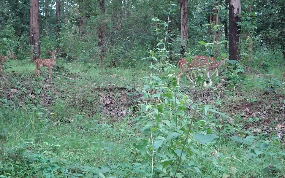 Tholpetty Wildlife Sanctuary DTPC Wayanad — Wildlife sanctuary in Mananthavady