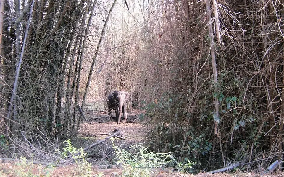 Muthanga Wildlife Sanctuary — Wildlife in Sulthan Bathery