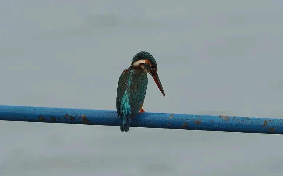 Kadalundi Bird Sanctuary — Wildlife in Kadalundi