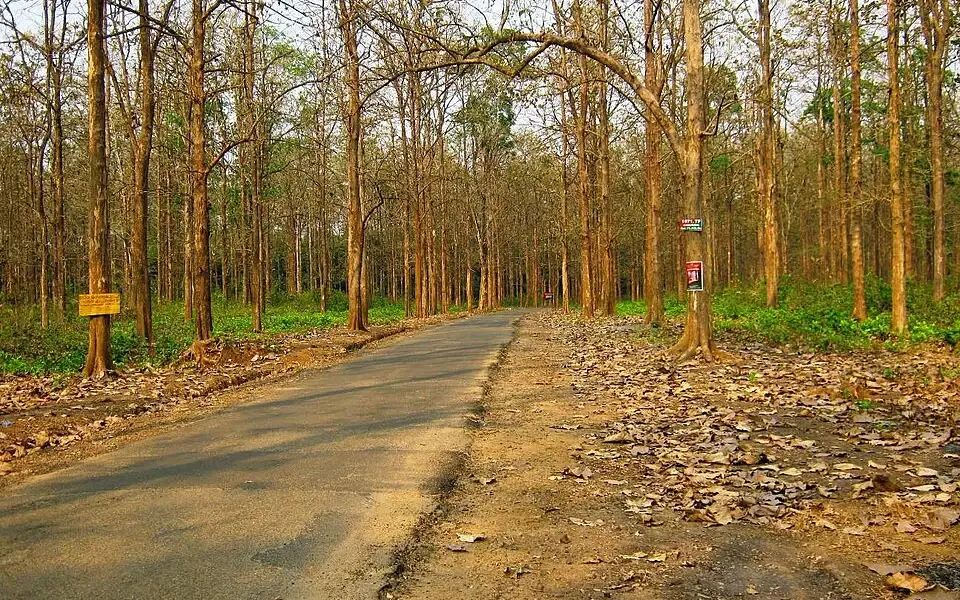 Nedumkayam rainforest trek — Trek in Nilambur