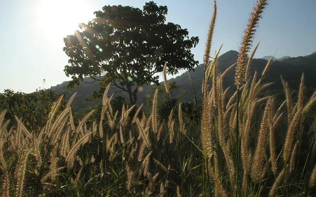 Silent Valley trekking — Trek in Silent Valley and Mukkali
