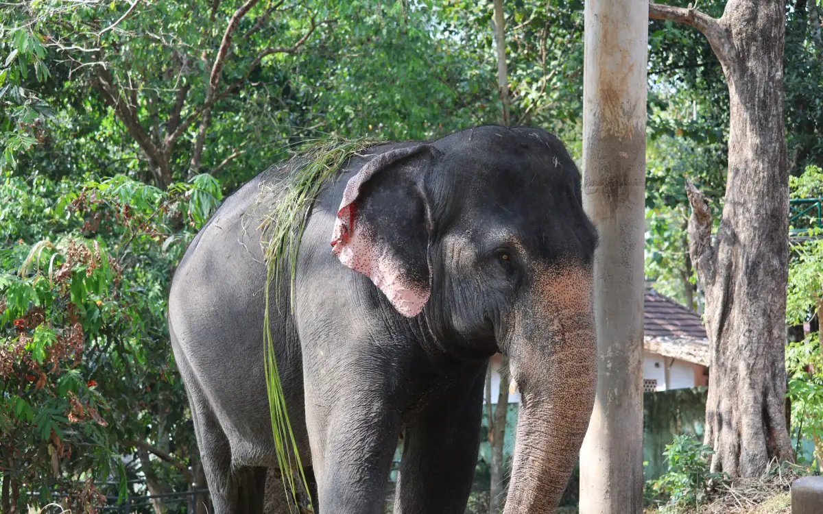 Konni Elephant Camp — Wildlife in Konni