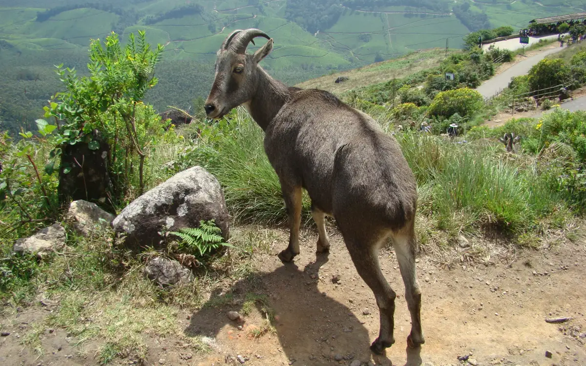 Eravikulam National Park — Wildlife in Munnar