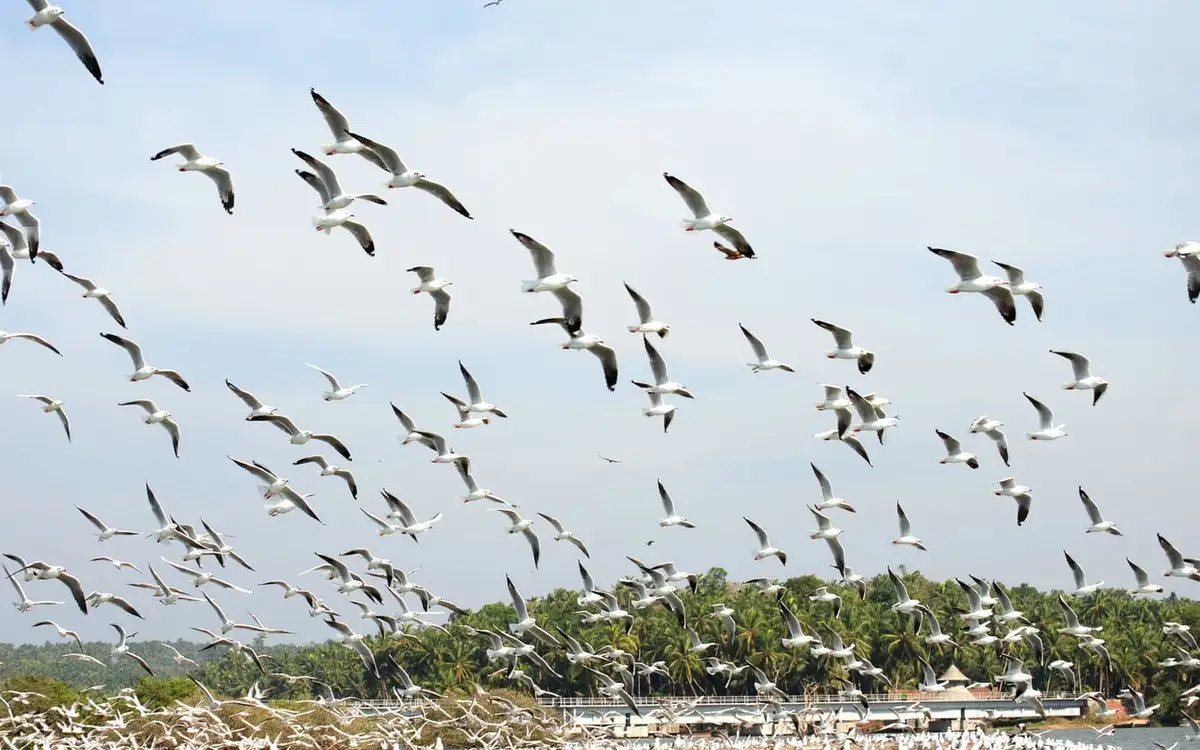 Kadalundi Vallikkunnu Community Reserve — Wildlife in Kadalundi