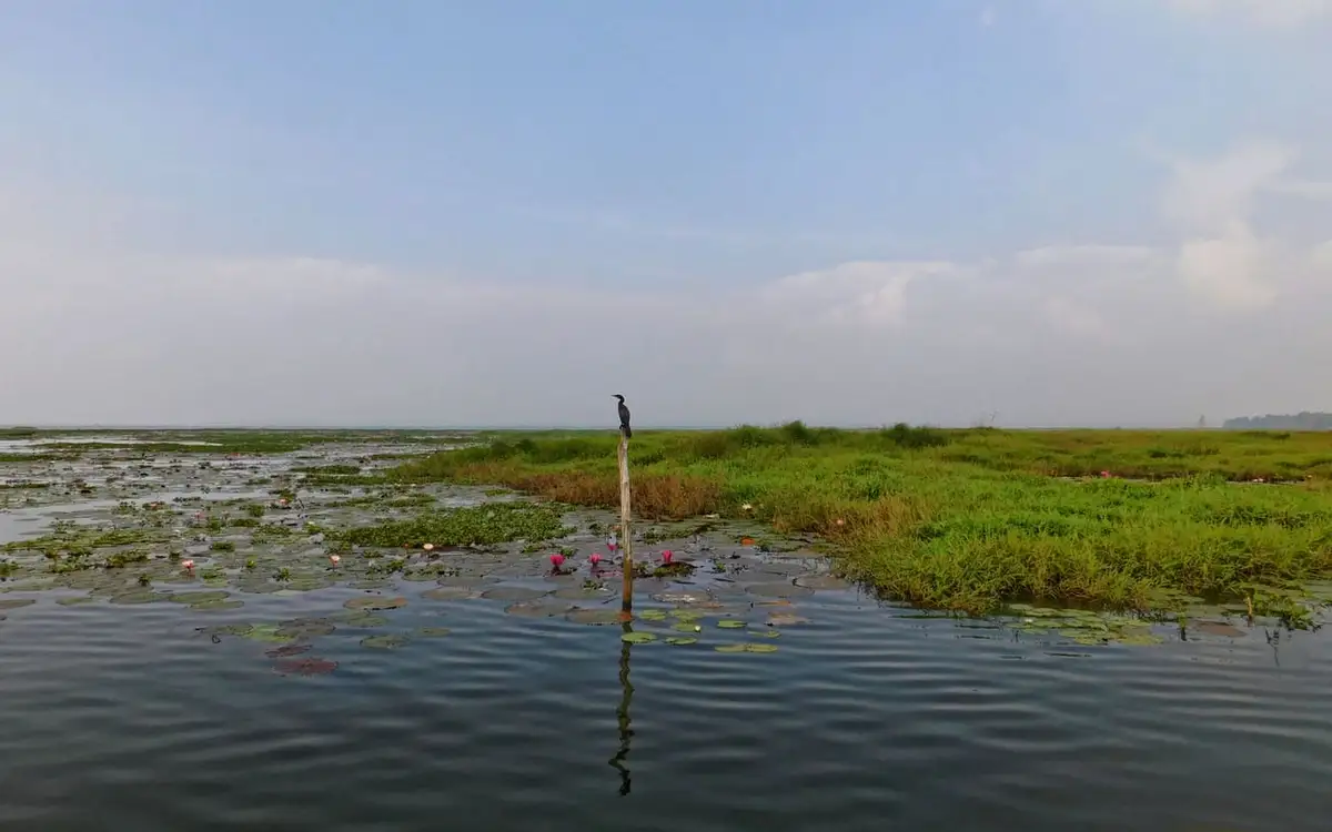 Kumarakom Bird Sanctuary — Attraction