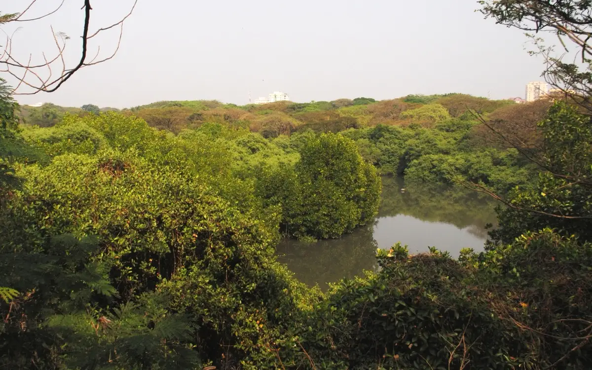 Mangalavanam Bird Sanctuary — Wildlife in Kochi City