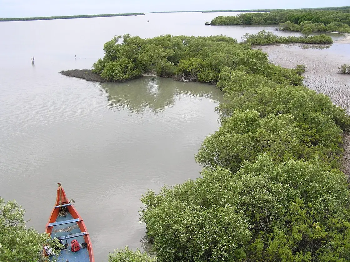 Muthupet Lagoon and Mangroves, Muthupet