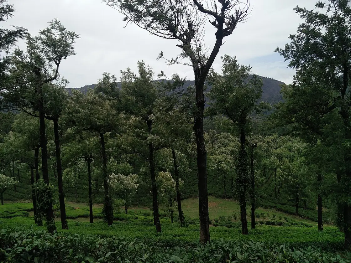 Manjolai Hills, Ambasamudram