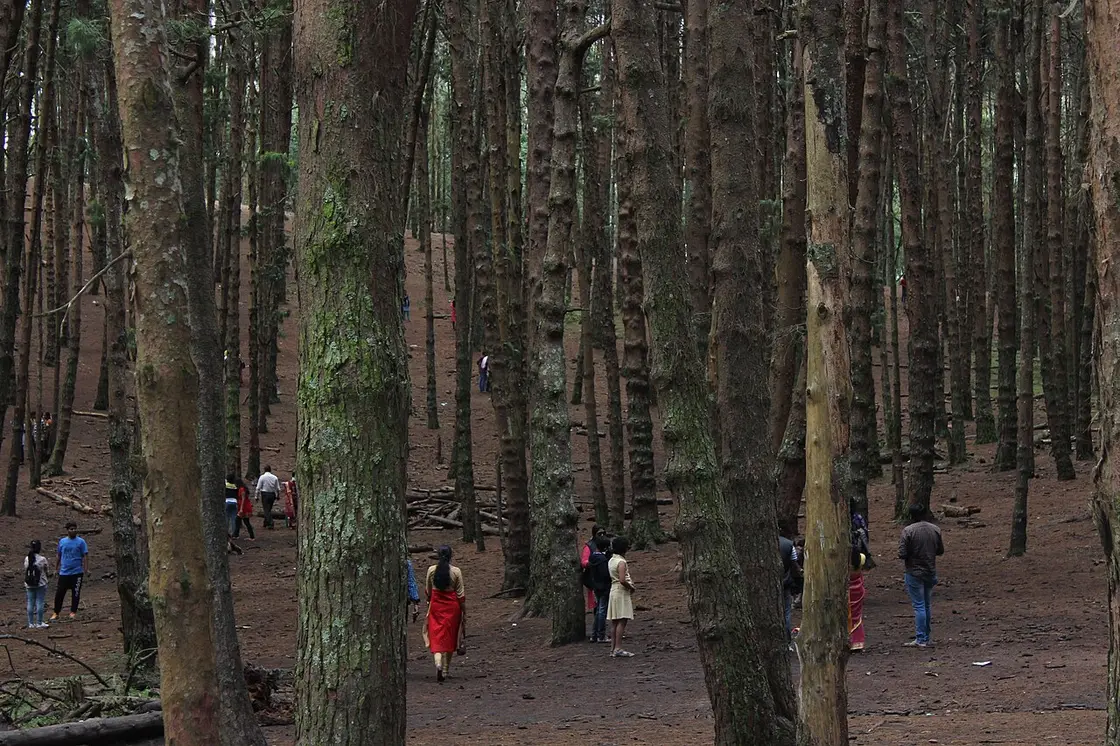 Pine Forest, Kodaikanal