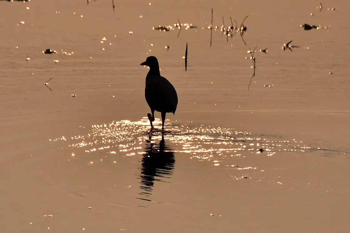 Vedanthangal Bird Sanctuary, Mamallapuram