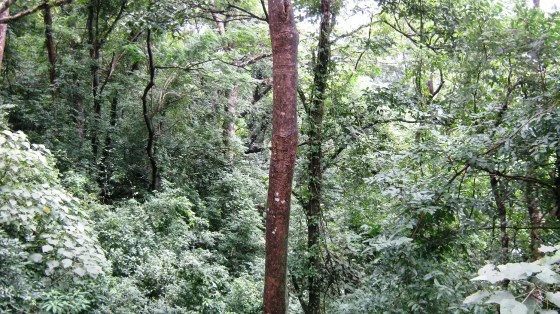 Shendurney trek, Thenmala