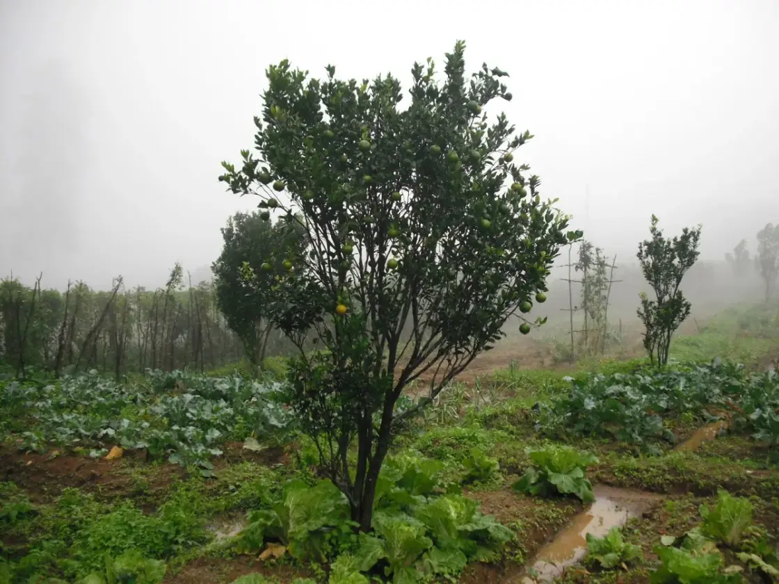 Government Orange and Vegetable Farm, Nelliyampathy
