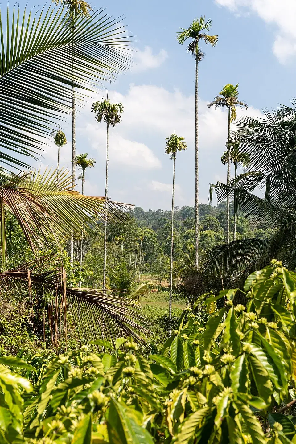 Coffee Plantations around Kalpetta, Kalpetta