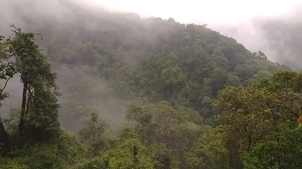 Silent Valley Walk with the Master nature camp, Silent Valley and Mukkali