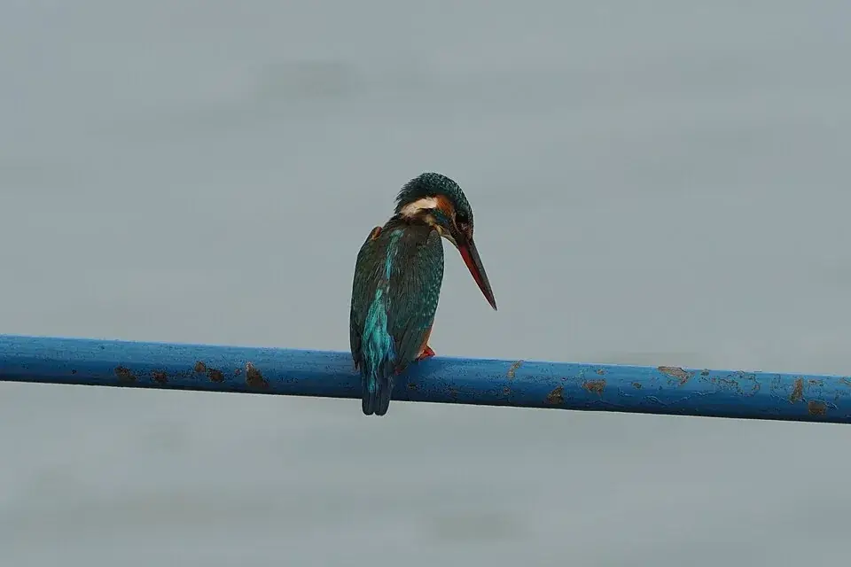 Kadalundi Bird Sanctuary, Kadalundi