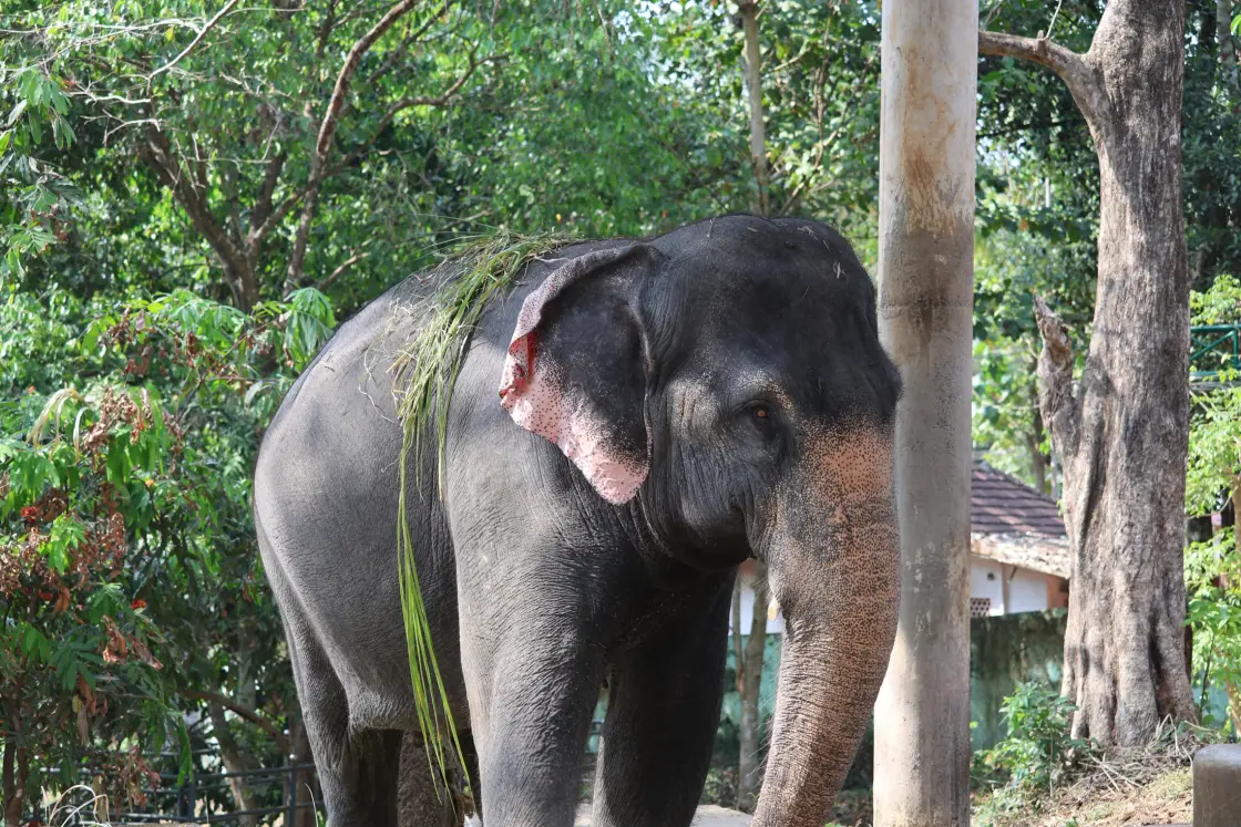 Gavi day tour, Konni