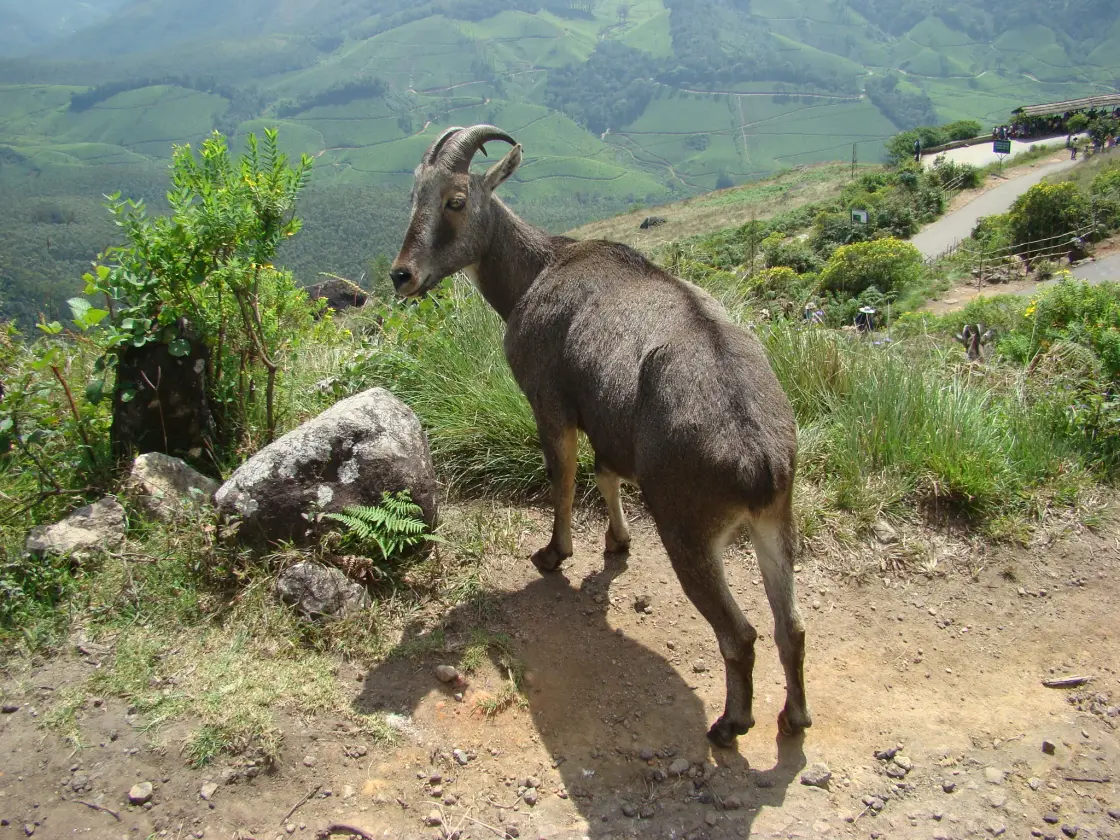 Eravikulam National Park, Munnar