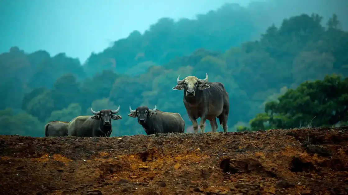 Idukki Wildlife Sanctuary, Idukki and Cheruthoni