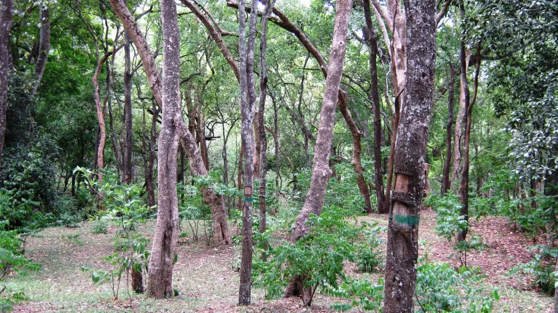 Marayoor sandalwood forest eco visit, Munnar