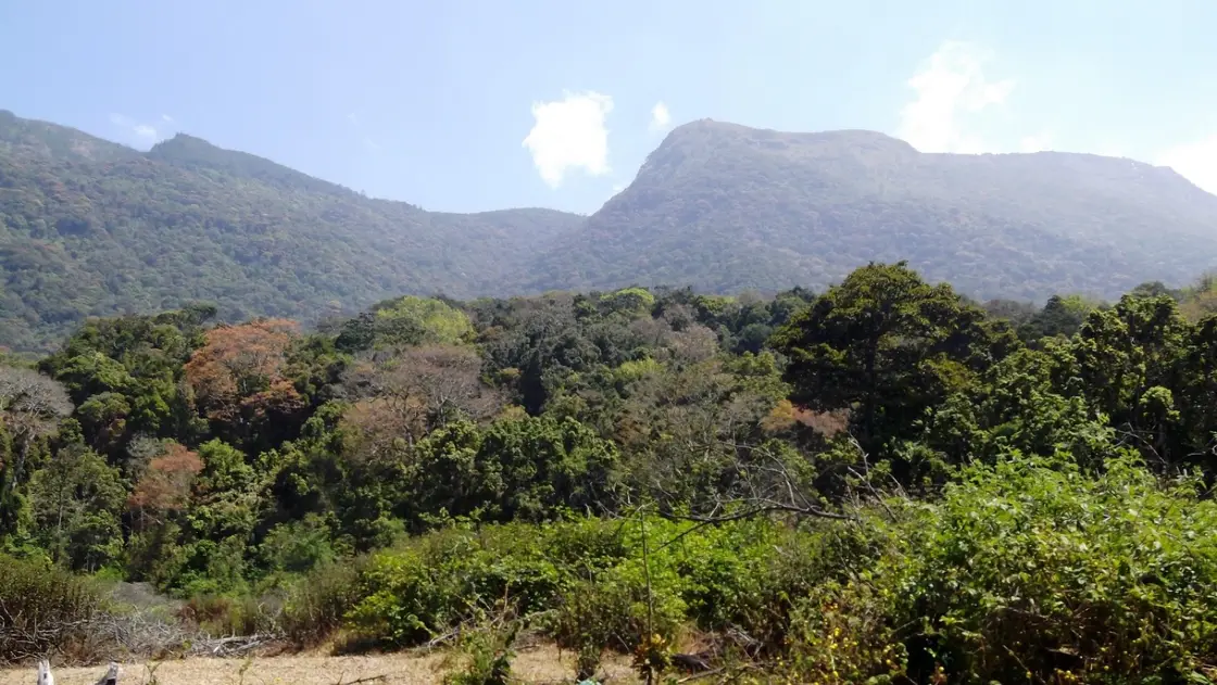 Pambadum Shola National Park eco visit, Munnar