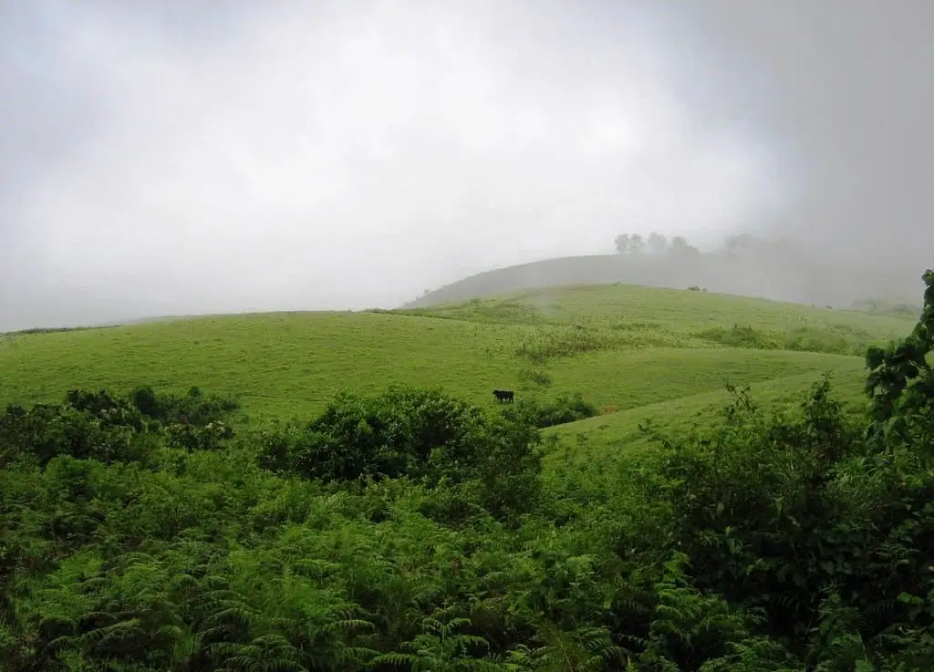 Vagavanam Windy Walk trek, Vagamon