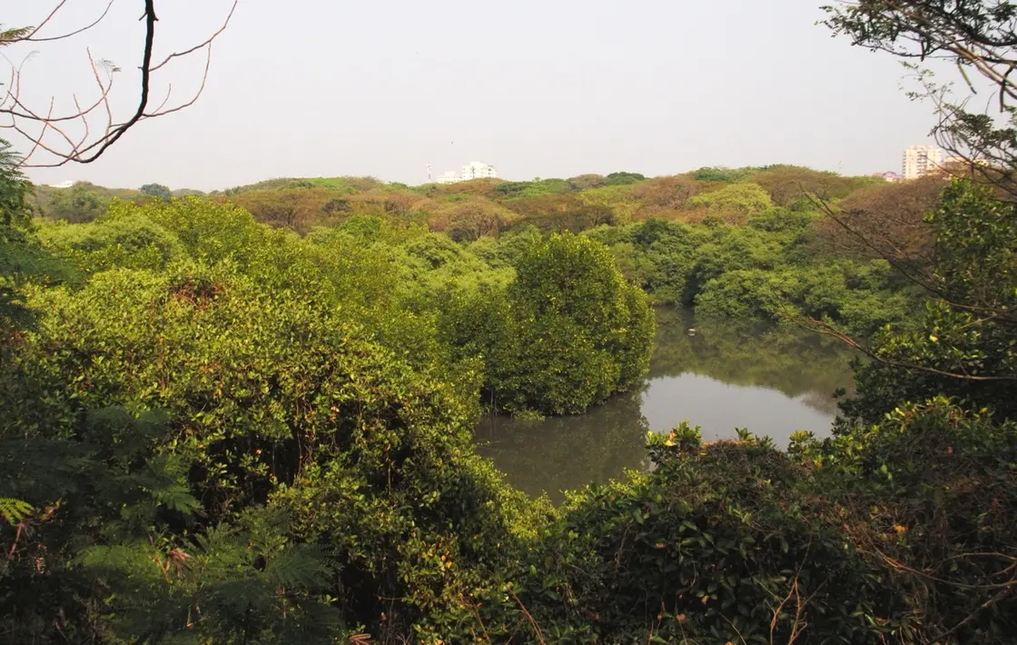 Mangalavanam Bird Sanctuary, Ernakulam city