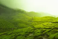 Munnar, Idukki