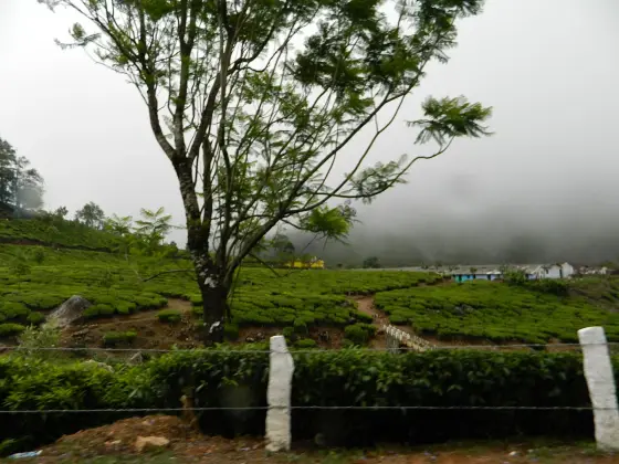 Tea plots, a roadside fence and estate buildings under mist near the Nyamakad approach.