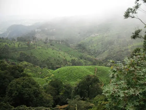 A wider Pothamedu valley view with tea in the foreground and successive slopes fading into mist.