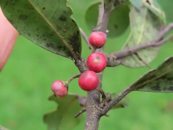 Pink and red Ilex fruit clustered along a leafy branch in the Anamudi Shola botanical record.