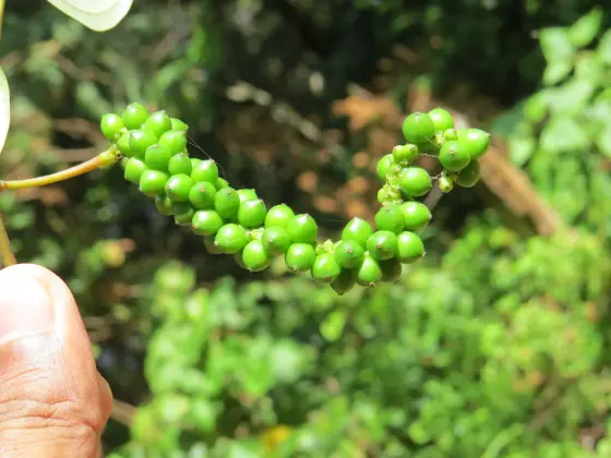 A green Piper fruiting spike beside veined leaves in the Anamudi Shola botanical record.