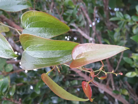 Heart-shaped Smilax leaves and curling tendrils in the Anamudi Shola botanical record.