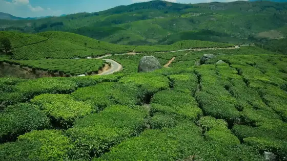 A winding paved road through Pothamedu’s tea-covered slopes and exposed boulders.